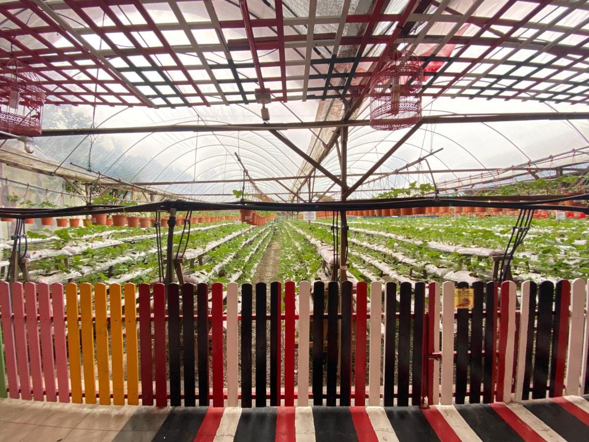Aiza Homestay Opposite Abang Strawberry Taman Sedia Tanah Rata Buitenkant foto