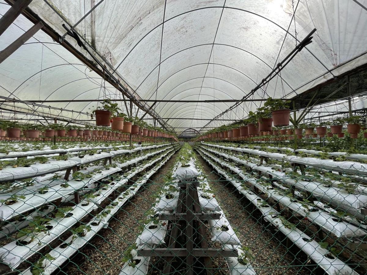 Aiza Homestay Opposite Abang Strawberry Taman Sedia Tanah Rata Buitenkant foto